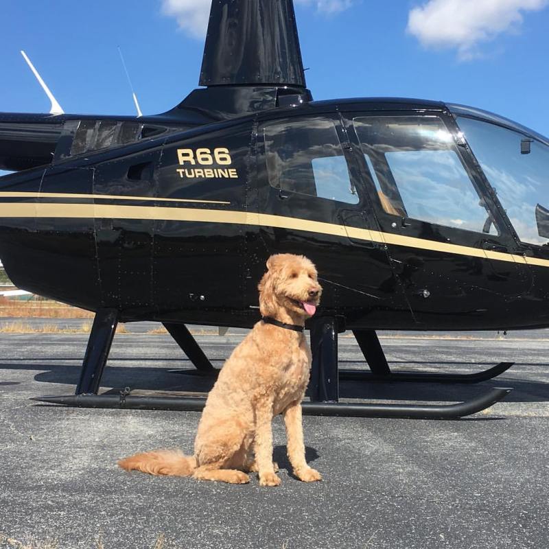 a dog sitting in front of a helicopter