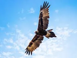 a bird flying in the air